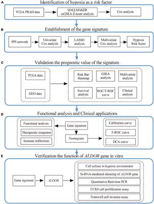 Identification of a Hypoxia-Related Gene Signature for Predicting Systemic Metastasis in Prostate Cancer